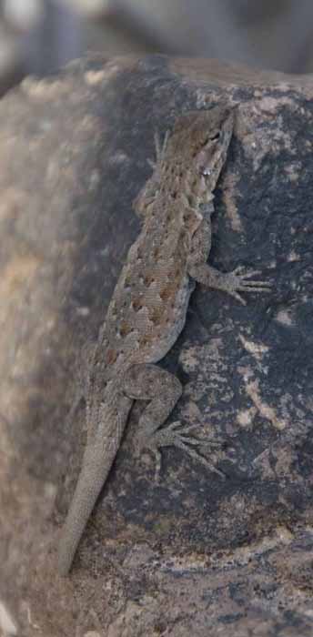 a common desert iguana
